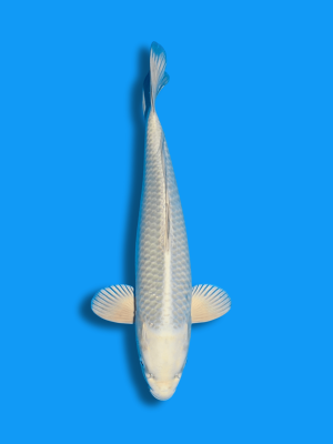 White Mukashi | Koi&Co.